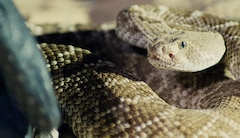 https://images.slivcdn.com/landscape_thumb/show_bbc_deadly_predators_ep06_landscape_thumb.jpg?h=138&w=240&q=high