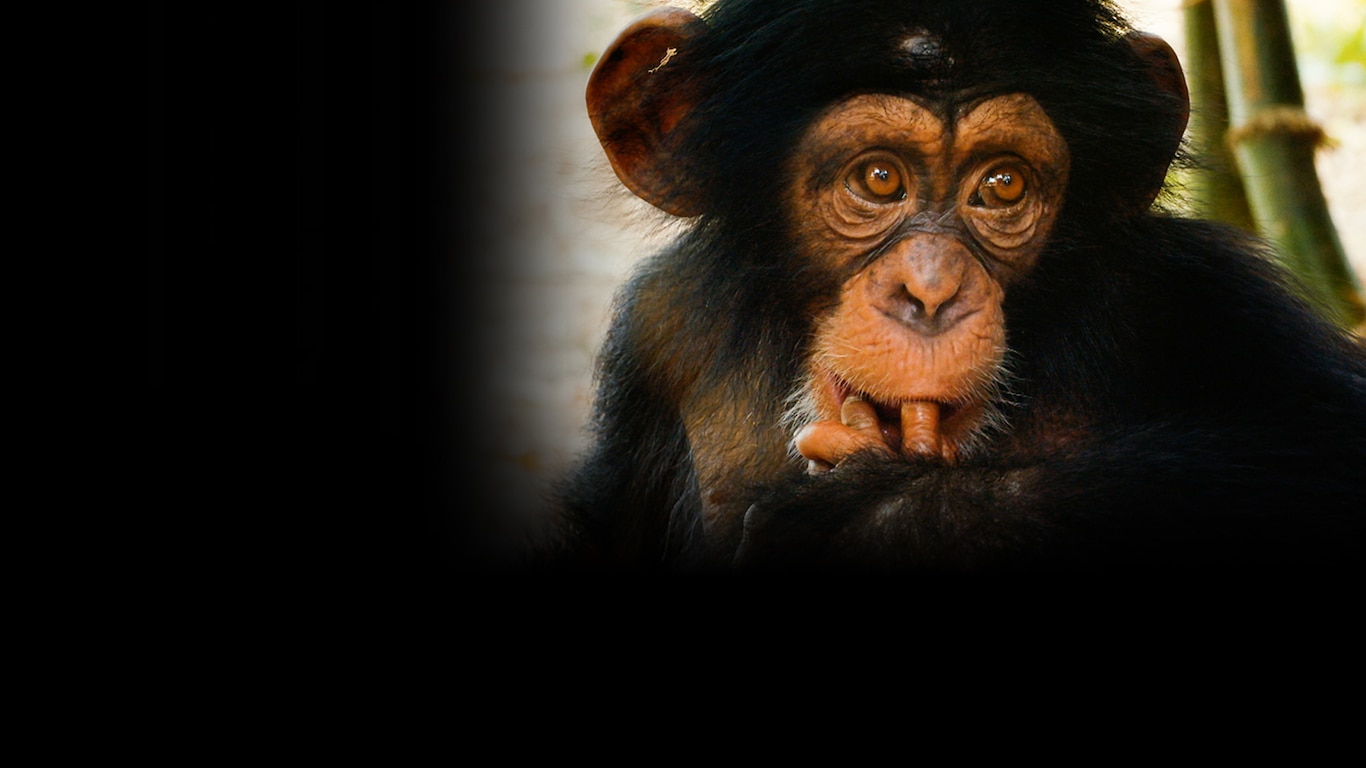 Baby Chimp Rescue