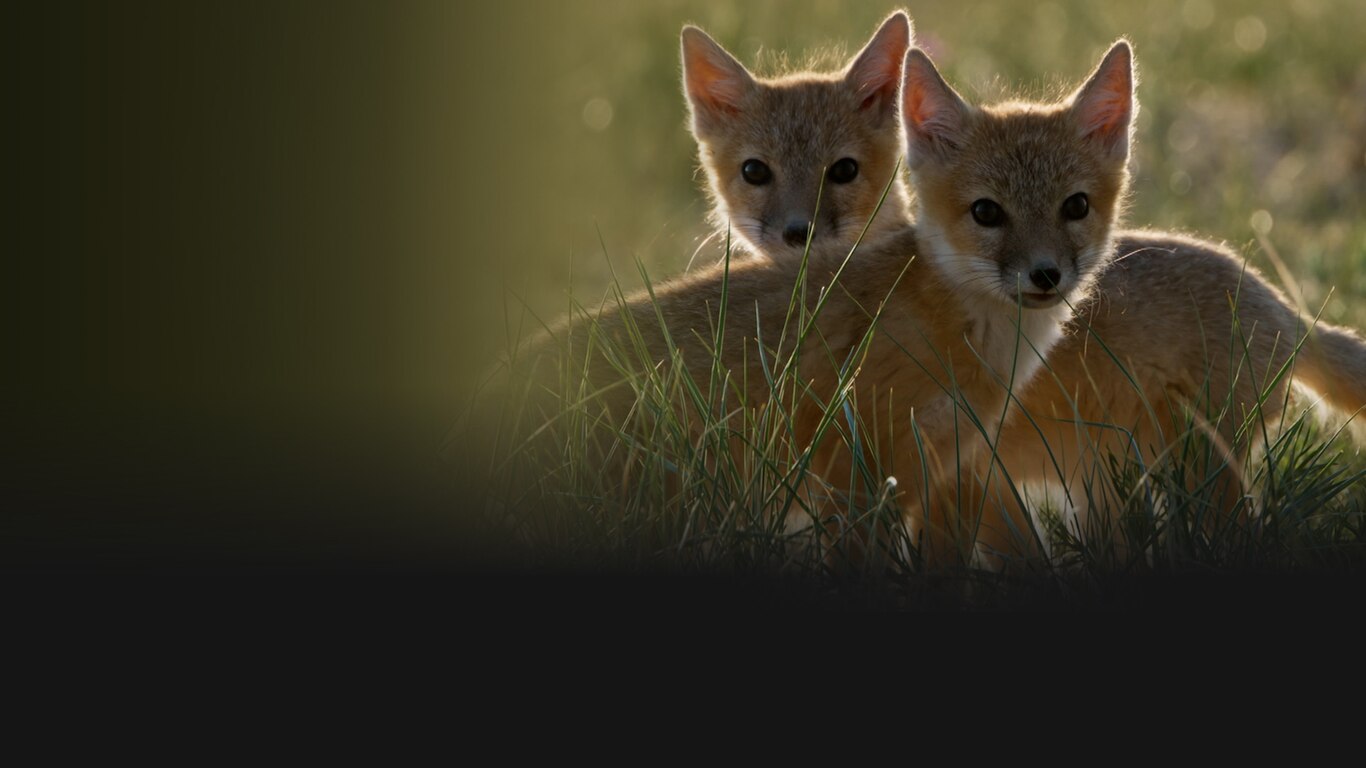 Dogs In The Wild: Meet The Family