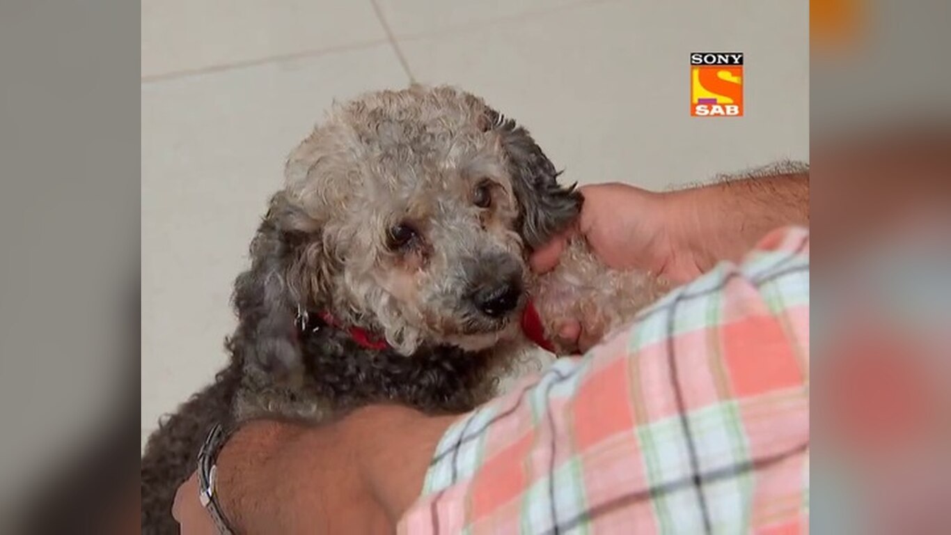 Bhavesh Becomes A Puppy Expert