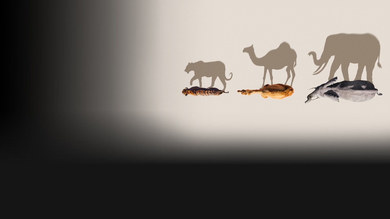 Mammals
