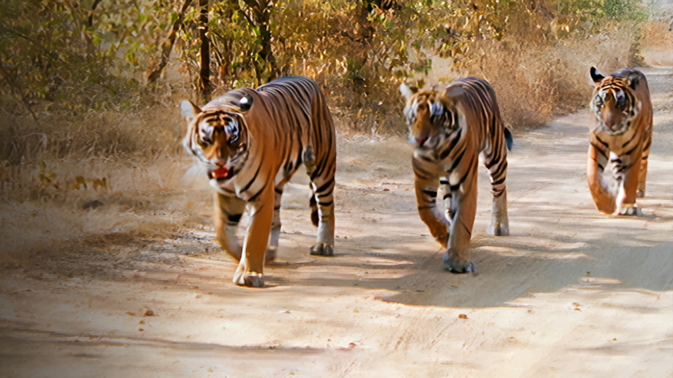 Legendary Tigers Of India