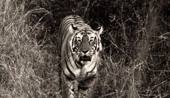 https://images.slivcdn.com/videoasset_images/manage_file/1000006419/1755181129799176_Legendary_Tigers_Of_India_landscape.jpg?h=138&w=240&q=high