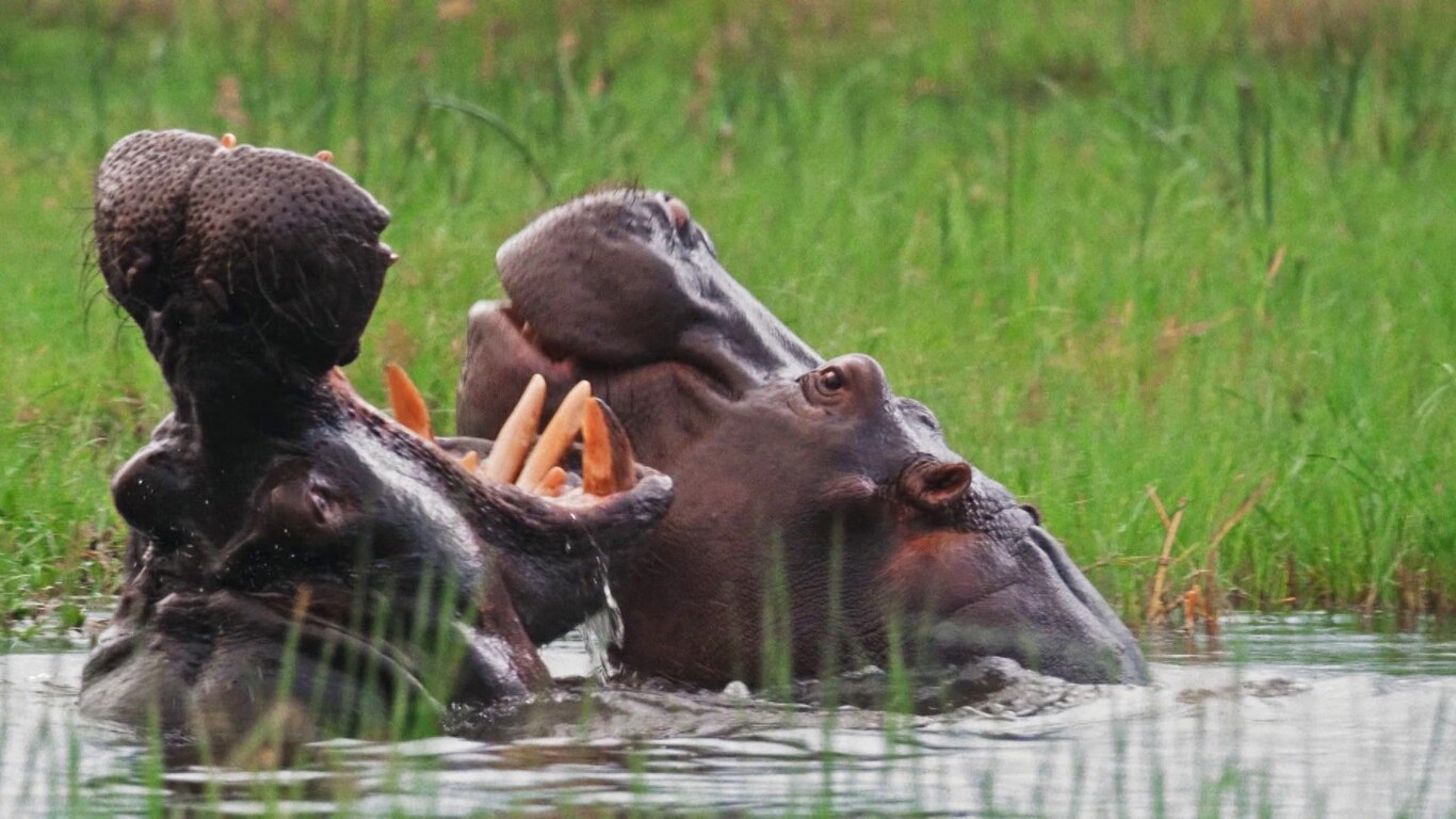 Very Hungry Hippos