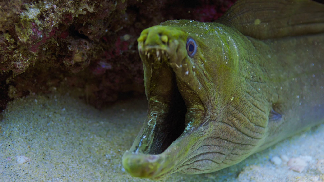 Sharks and Eels
