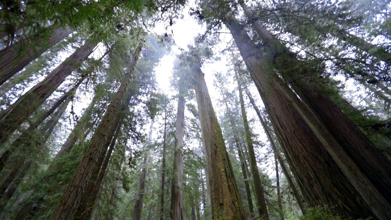 California