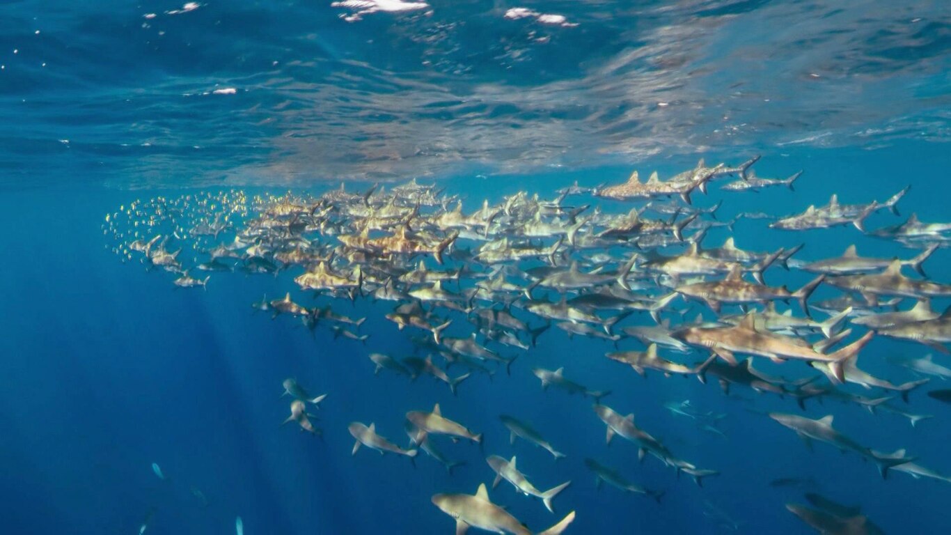 Beneath the Waves