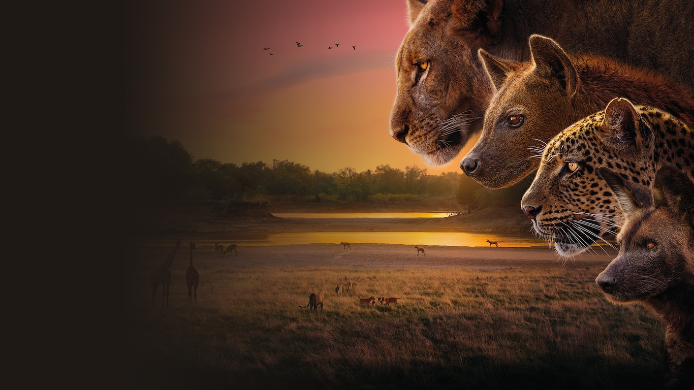 Kingdom