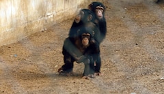 https://images.slivcdn.com/videoasset_images/show_bbc_babychimprescue_ep03_20231103t111019_landscape_thumb.jpg?h=138&w=240&q=high