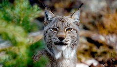 https://images.slivcdn.com/videoasset_images/show_bbc_wild_scandinavia_ep02_20231017t081807_landscape_thumb.jpg?h=138&w=240&q=high