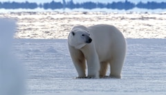 https://images.slivcdn.com/videoasset_images/show_bbc_wild_scandinavia_ep03_20231018t074806_landscape_thumb.jpg?h=138&w=240&q=high