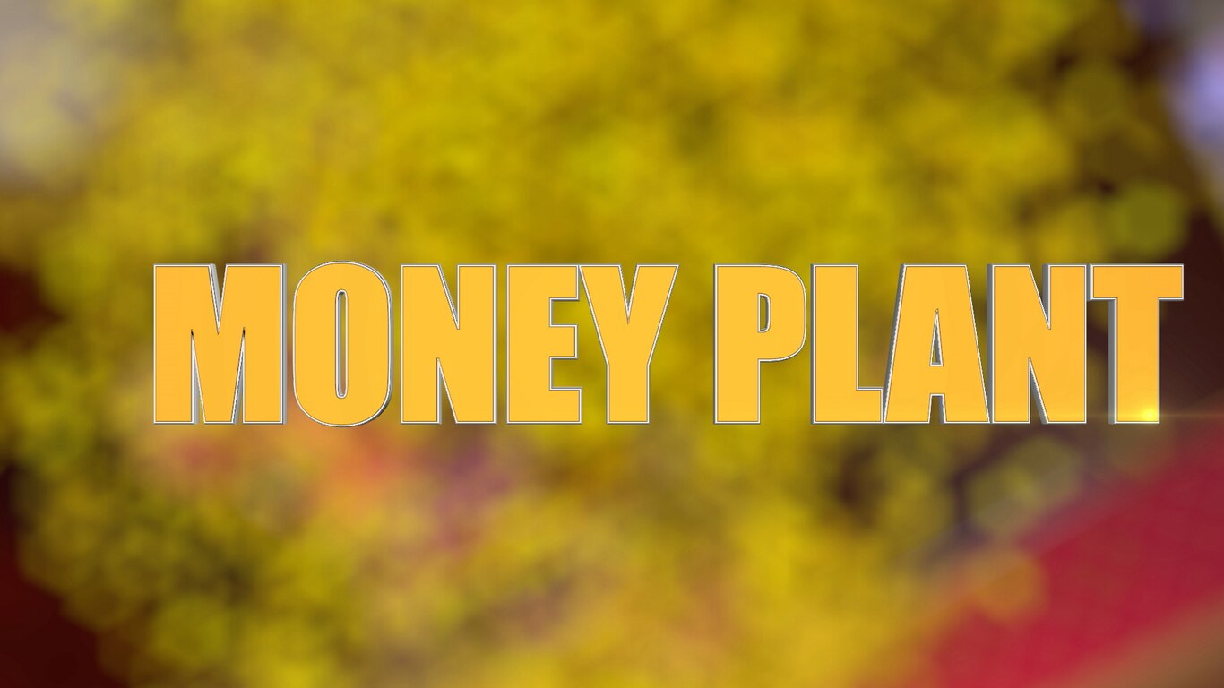 Money Plant
