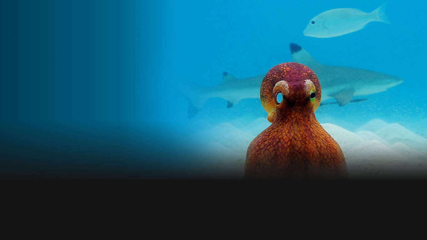 Spy In The Ocean